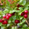 Airelle Rouge Red Pearl - Vaccinium Vitis-idaea