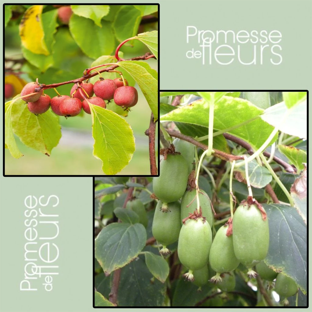 Duo Kiwi De Sibérie 'Ken's Red' (femelle) + 'Issai' (pollinisateur) 1 Duo Kiwi De Sibérie 'Ken's Red' (femelle) + 'Issai' (pollinisateur)