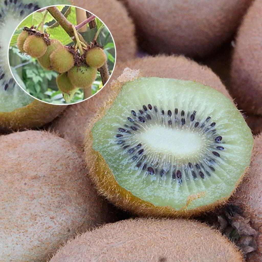 Kiwi Hayward (femelle) Bio 1 Kiwi Hayward (femelle) Bio
