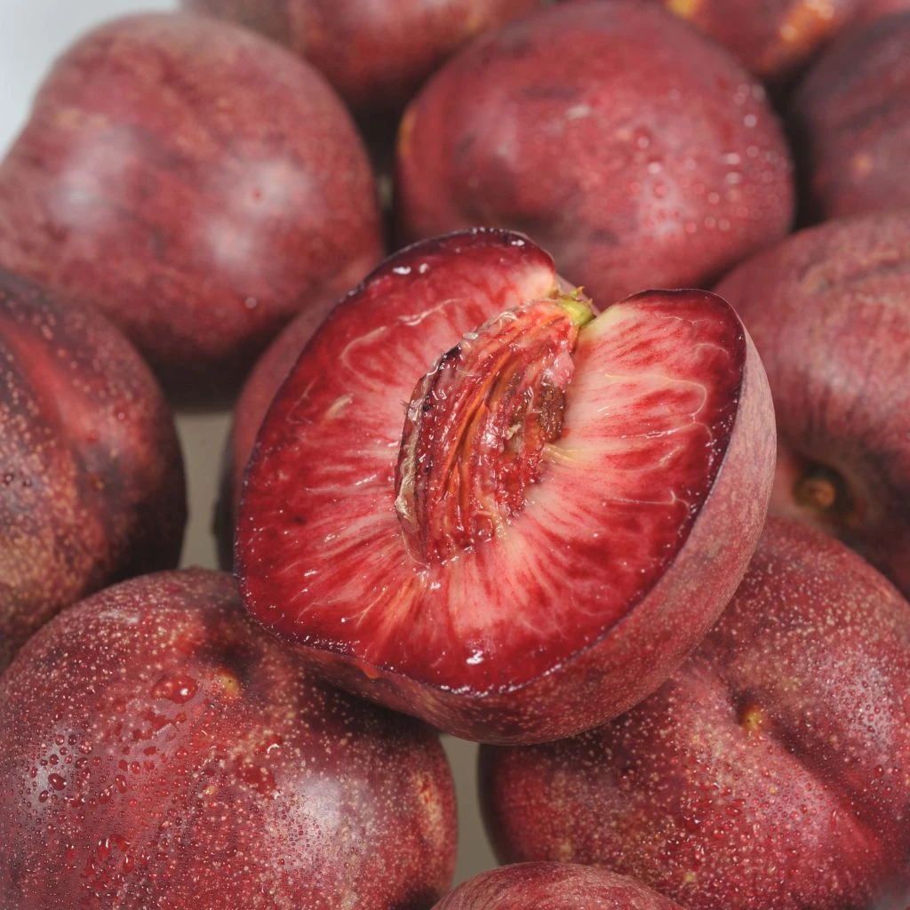 Nectarinier Sanguine D'Auvergne - Georges Delbard 1 Nectarinier Sanguine D'Auvergne - Georges Delbard