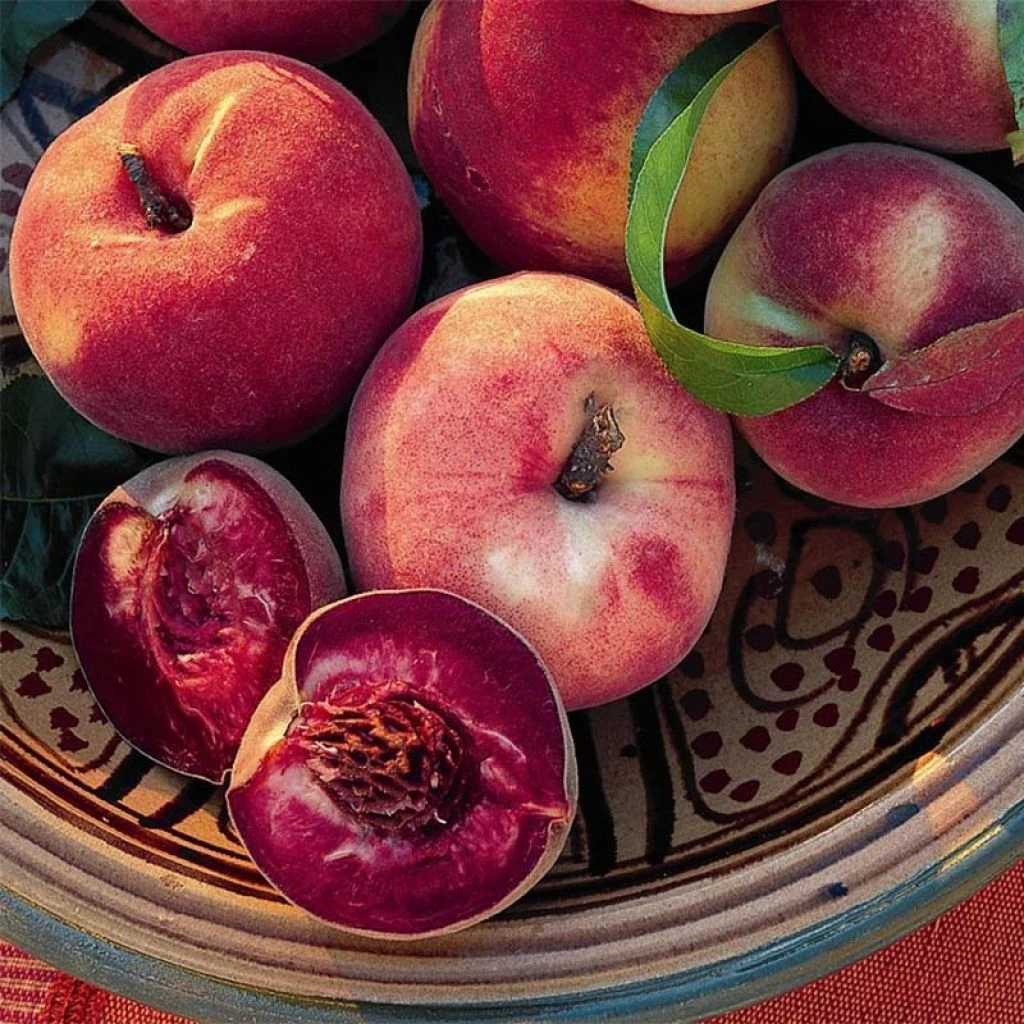 Pêcher Sanguine De Savoie - Georges Delbard 1 Pêcher Sanguine De Savoie - Georges Delbard