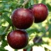 Pluot Purple Candy - Prunus Pluot