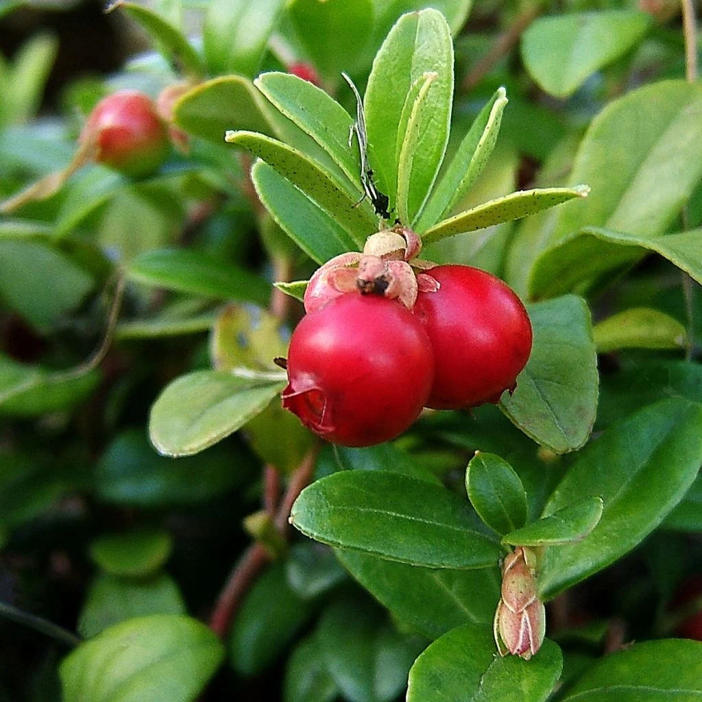 Canneberge - Cranberry - Vaccinium Macrocarpon 1 Canneberge - Cranberry - Vaccinium Macrocarpon