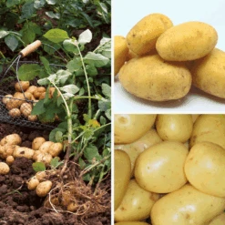 Collection Pomme De Terre BIO