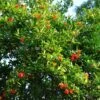 Grenadier à Fruits - Punica Granatum Fina Tendral