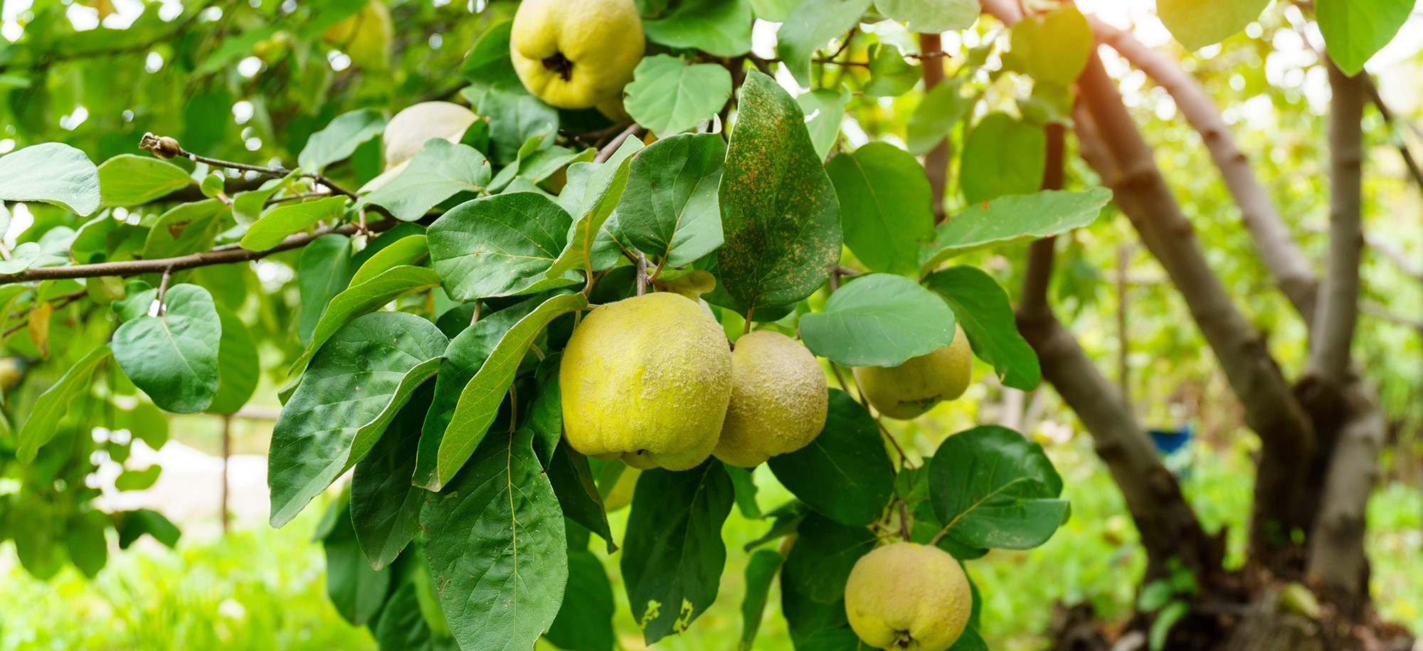 Arbres Fruitiers Boutique -Arbres Fruitiers Boutique 2